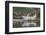 USA, Alaska, Katmai National Park. Harbor Seal resting on seaweed.-Frank Zurey-Framed Photographic Print