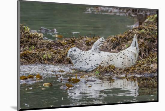 USA, Alaska, Katmai National Park. Harbor Seal resting on seaweed.-Frank Zurey-Mounted Photographic Print