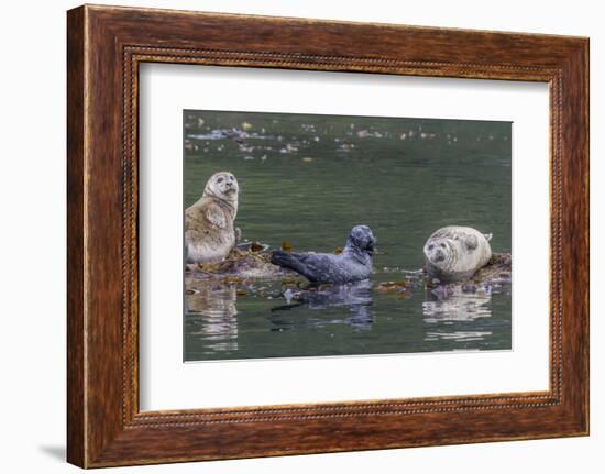 USA, Alaska, Katmai National Park. Harbor Seal resting on seaweed.-Frank Zurey-Framed Photographic Print