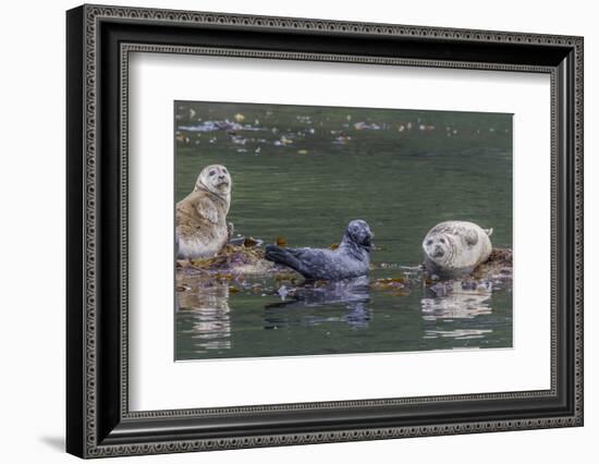 USA, Alaska, Katmai National Park. Harbor Seal resting on seaweed.-Frank Zurey-Framed Photographic Print