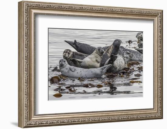 USA, Alaska, Katmai National Park. Harbor Seal resting on seaweed.-Frank Zurey-Framed Photographic Print