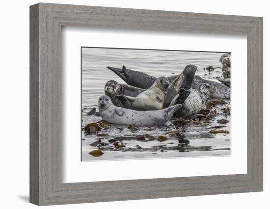 USA, Alaska, Katmai National Park. Harbor Seal resting on seaweed.-Frank Zurey-Framed Photographic Print