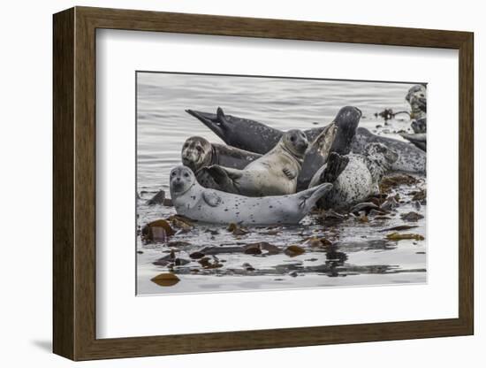 USA, Alaska, Katmai National Park. Harbor Seal resting on seaweed.-Frank Zurey-Framed Photographic Print