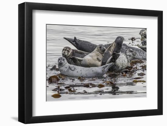 USA, Alaska, Katmai National Park. Harbor Seal resting on seaweed.-Frank Zurey-Framed Photographic Print