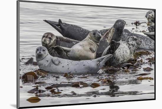 USA, Alaska, Katmai National Park. Harbor Seal resting on seaweed.-Frank Zurey-Mounted Photographic Print