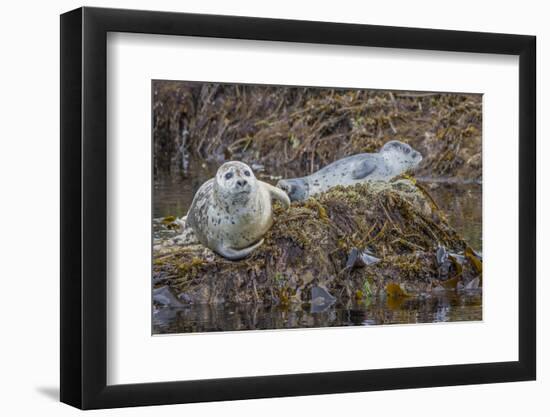 USA, Alaska, Katmai National Park. Harbor Seal resting on seaweed.-Frank Zurey-Framed Photographic Print