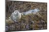 USA, Alaska, Katmai National Park. Harbor Seal resting on seaweed.-Frank Zurey-Mounted Photographic Print