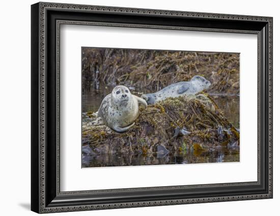 USA, Alaska, Katmai National Park. Harbor Seal resting on seaweed.-Frank Zurey-Framed Photographic Print