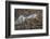 USA, Alaska, Katmai National Park. Harbor Seal resting on seaweed.-Frank Zurey-Framed Photographic Print