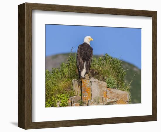 USA, Alaska, Katmai National Park, Kukak Bay. Bald Eagle-Frank Zurey-Framed Photographic Print