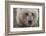 USA, Alaska, Katmai National Park, Kukak Bay. Coastal Brown Bear portrait-Frank Zurey-Framed Photographic Print