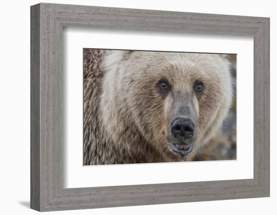 USA, Alaska, Katmai National Park, Kukak Bay. Coastal Brown Bear portrait-Frank Zurey-Framed Photographic Print