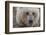 USA, Alaska, Katmai National Park, Kukak Bay. Coastal Brown Bear portrait-Frank Zurey-Framed Photographic Print