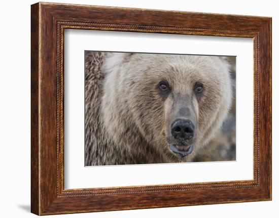 USA, Alaska, Katmai National Park, Kukak Bay. Coastal Brown Bear portrait-Frank Zurey-Framed Photographic Print