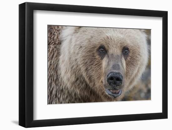 USA, Alaska, Katmai National Park, Kukak Bay. Coastal Brown Bear portrait-Frank Zurey-Framed Photographic Print