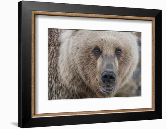 USA, Alaska, Katmai National Park, Kukak Bay. Coastal Brown Bear portrait-Frank Zurey-Framed Photographic Print