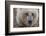 USA, Alaska, Katmai National Park, Kukak Bay. Coastal Brown Bear portrait-Frank Zurey-Framed Photographic Print