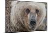 USA, Alaska, Katmai National Park, Kukak Bay. Coastal Brown Bear portrait-Frank Zurey-Mounted Photographic Print