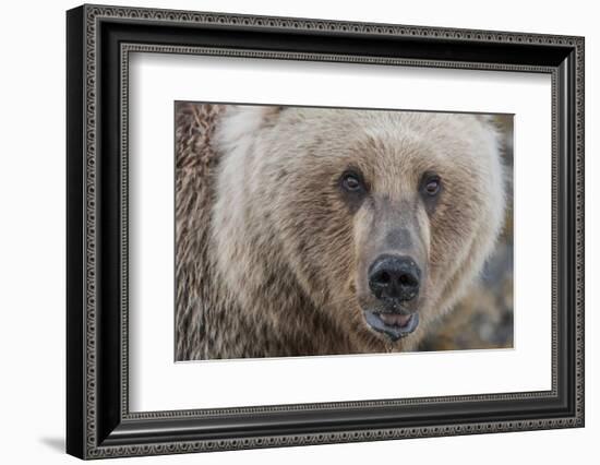 USA, Alaska, Katmai National Park, Kukak Bay. Coastal Brown Bear portrait-Frank Zurey-Framed Photographic Print