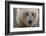 USA, Alaska, Katmai National Park, Kukak Bay. Coastal Brown Bear portrait-Frank Zurey-Framed Photographic Print