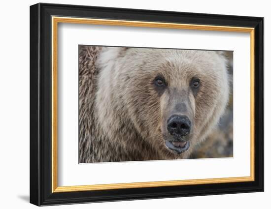 USA, Alaska, Katmai National Park, Kukak Bay. Coastal Brown Bear portrait-Frank Zurey-Framed Photographic Print