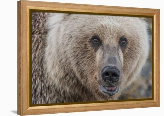 USA, Alaska, Katmai National Park, Kukak Bay. Coastal Brown Bear portrait-Frank Zurey-Framed Premier Image Canvas