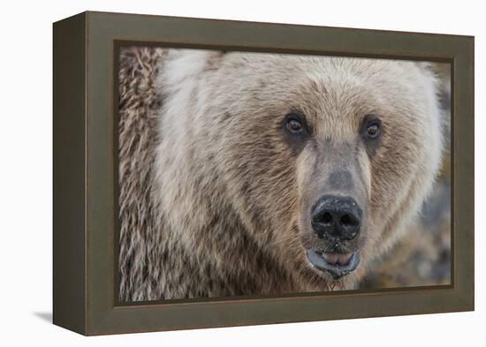 USA, Alaska, Katmai National Park, Kukak Bay. Coastal Brown Bear portrait-Frank Zurey-Framed Premier Image Canvas