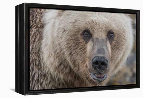 USA, Alaska, Katmai National Park, Kukak Bay. Coastal Brown Bear portrait-Frank Zurey-Framed Premier Image Canvas