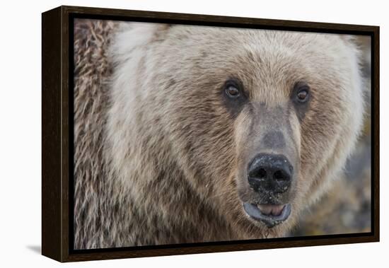 USA, Alaska, Katmai National Park, Kukak Bay. Coastal Brown Bear portrait-Frank Zurey-Framed Premier Image Canvas