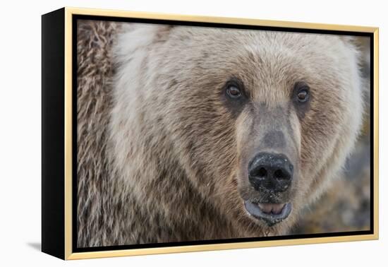 USA, Alaska, Katmai National Park, Kukak Bay. Coastal Brown Bear portrait-Frank Zurey-Framed Premier Image Canvas