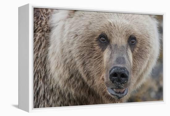 USA, Alaska, Katmai National Park, Kukak Bay. Coastal Brown Bear portrait-Frank Zurey-Framed Premier Image Canvas