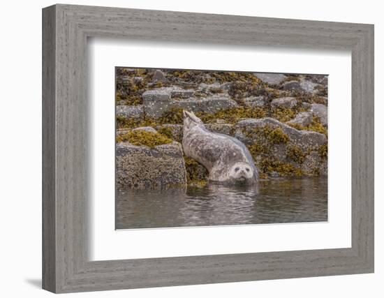 USA, Alaska, Katmai National Park, Kukak Bay. Harbor Seal-Frank Zurey-Framed Photographic Print