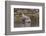 USA, Alaska, Katmai National Park, Kukak Bay. Harbor Seal-Frank Zurey-Framed Photographic Print