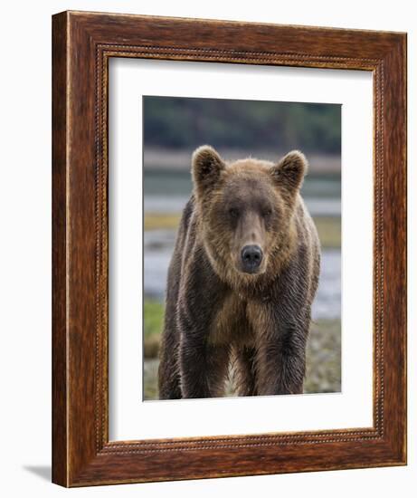 USA, Alaska, Katmai National Park of Grizzly Bear-Frank Zurey-Framed Photographic Print