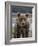 USA, Alaska, Katmai National Park of Grizzly Bear-Frank Zurey-Framed Photographic Print