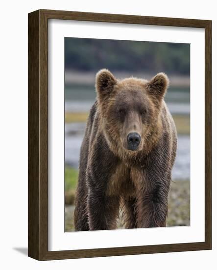 USA, Alaska, Katmai National Park of Grizzly Bear-Frank Zurey-Framed Photographic Print