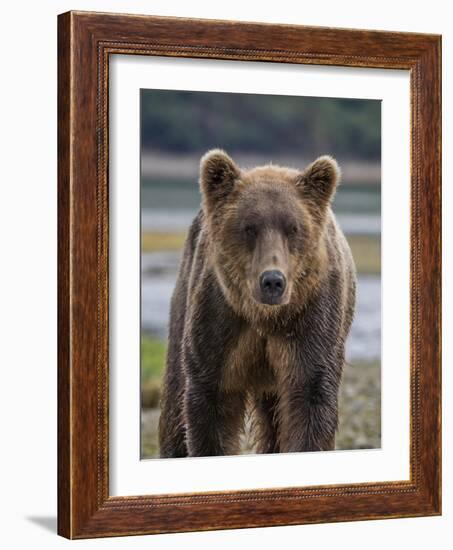 USA, Alaska, Katmai National Park of Grizzly Bear-Frank Zurey-Framed Photographic Print