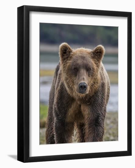 USA, Alaska, Katmai National Park of Grizzly Bear-Frank Zurey-Framed Photographic Print