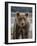 USA, Alaska, Katmai National Park of Grizzly Bear-Frank Zurey-Framed Photographic Print