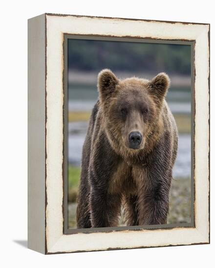 USA, Alaska, Katmai National Park of Grizzly Bear-Frank Zurey-Framed Premier Image Canvas