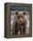 USA, Alaska, Katmai National Park of Grizzly Bear-Frank Zurey-Framed Premier Image Canvas