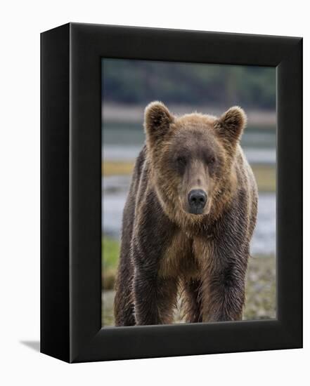 USA, Alaska, Katmai National Park of Grizzly Bear-Frank Zurey-Framed Premier Image Canvas