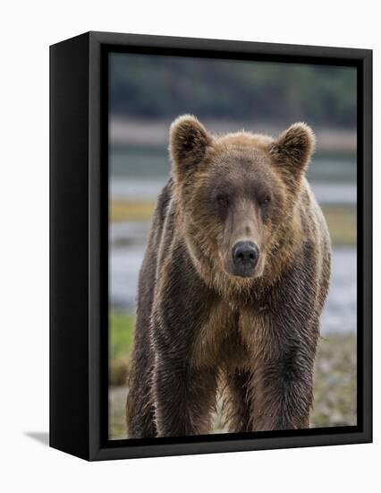 USA, Alaska, Katmai National Park of Grizzly Bear-Frank Zurey-Framed Premier Image Canvas