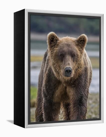 USA, Alaska, Katmai National Park of Grizzly Bear-Frank Zurey-Framed Premier Image Canvas