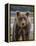 USA, Alaska, Katmai National Park of Grizzly Bear-Frank Zurey-Framed Premier Image Canvas