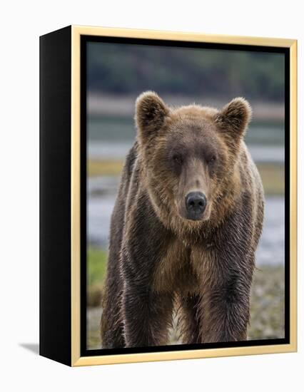 USA, Alaska, Katmai National Park of Grizzly Bear-Frank Zurey-Framed Premier Image Canvas
