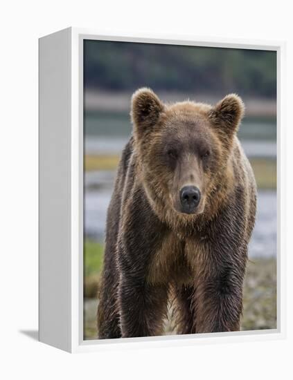 USA, Alaska, Katmai National Park of Grizzly Bear-Frank Zurey-Framed Premier Image Canvas