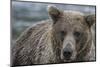 USA, Alaska, Katmai National Park of Grizzly Bear.-Frank Zurey-Mounted Photographic Print