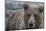 USA, Alaska, Katmai National Park of Grizzly Bear.-Frank Zurey-Mounted Photographic Print