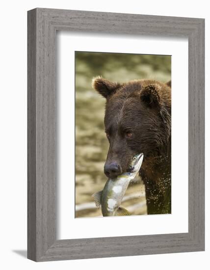 USA, Alaska, Katmai NP, Coastal Brown Bear eating salmon.-Paul Souders-Framed Photographic Print